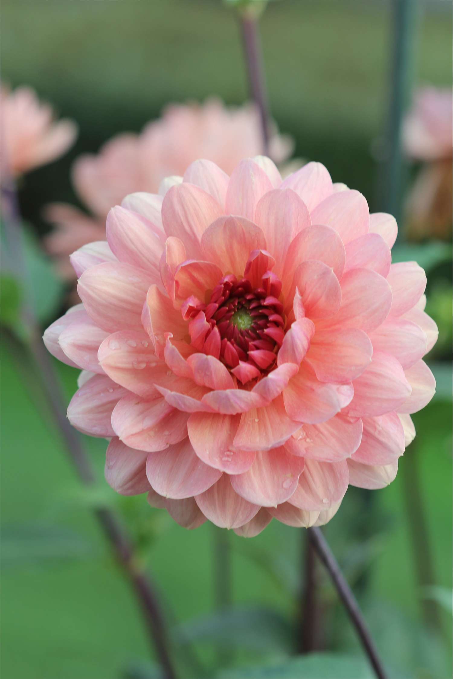 Dahlie ‘Château de la Bourdaisière’ - Dahlia